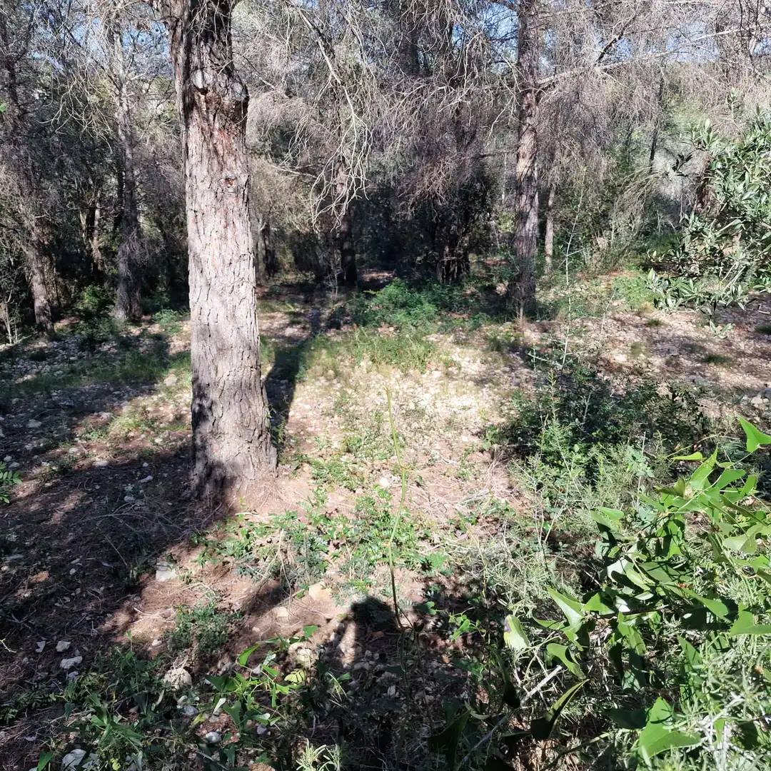 Terreno residencial en venta en Carrer Gessamí 18, imagen 16