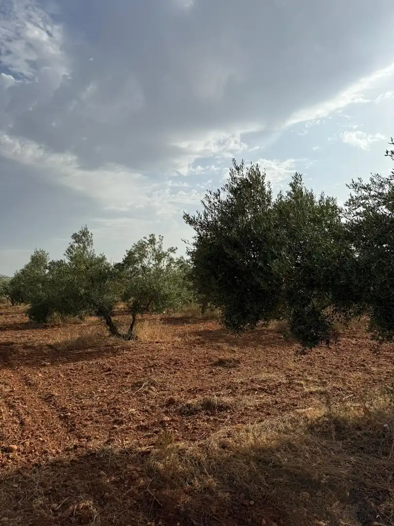 Terreni e lotti in vendita a Carmona, imagen 5