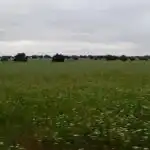 Rural land for sale in Topas, imagen 21
