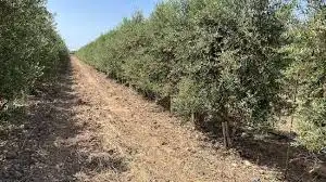 Rural land for sale in La Rambla, imagen 6