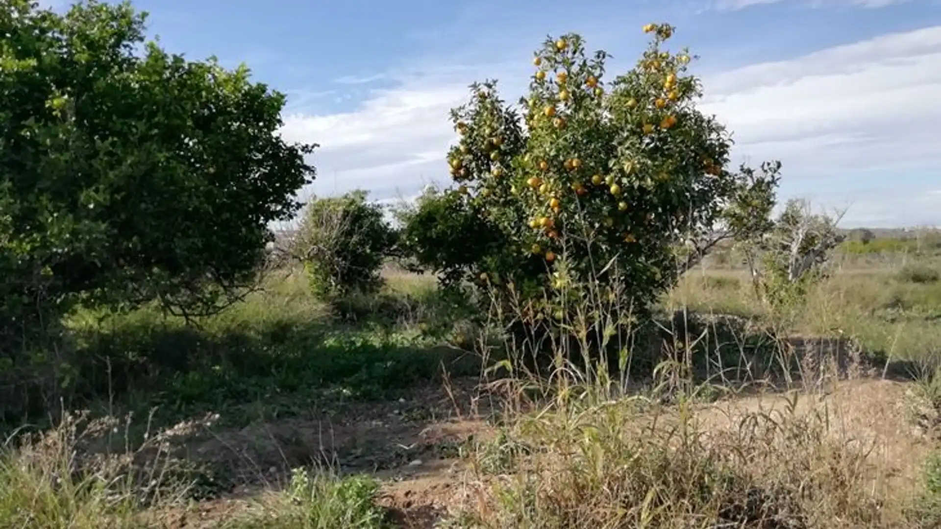 Terreno en venta en Huerto Naranjos, Javalí Nuevo