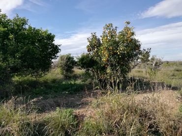 Terreno rustico in vendita a Huerto Naranjos