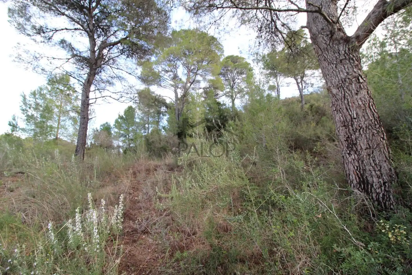 Terrenos y solares en venta en barranc del salt, imagen 4