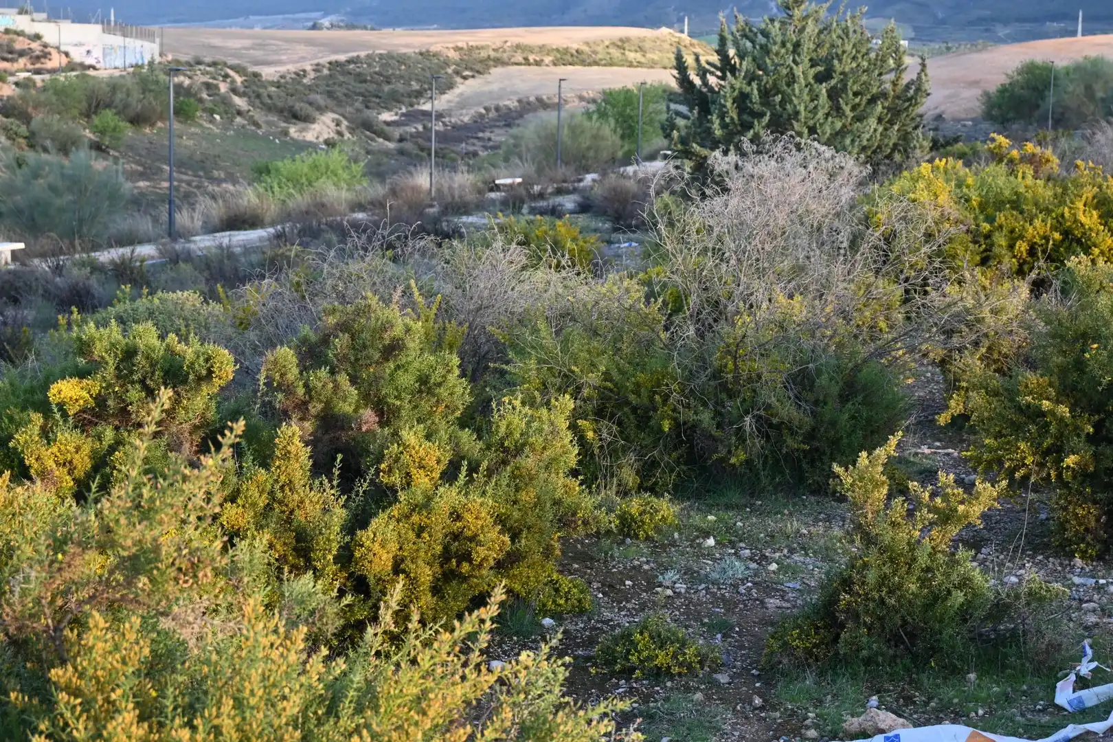Terreni e lotti in vendita a Calle Abelia 13, imagen 9