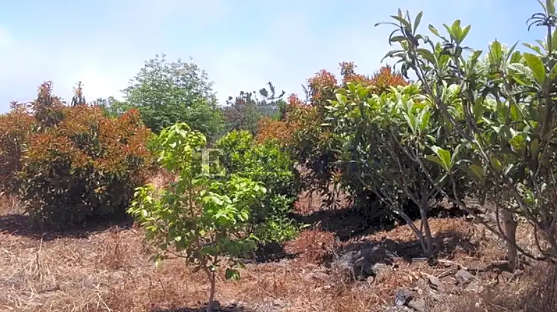 Casa rústica con jardín en venta en Garachico, imagen 2
