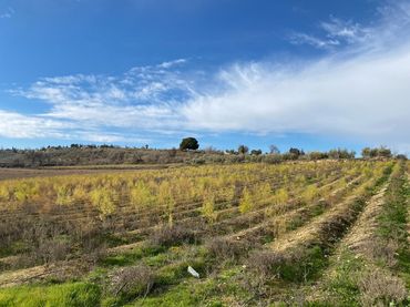 Rural land for sale in Moraleda de Zafayona