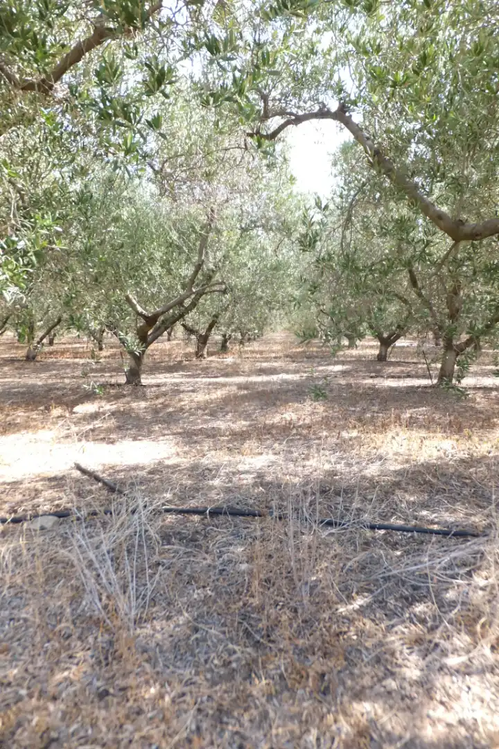 Terreno rústico en venta en Vial Camino 20, imagen 65