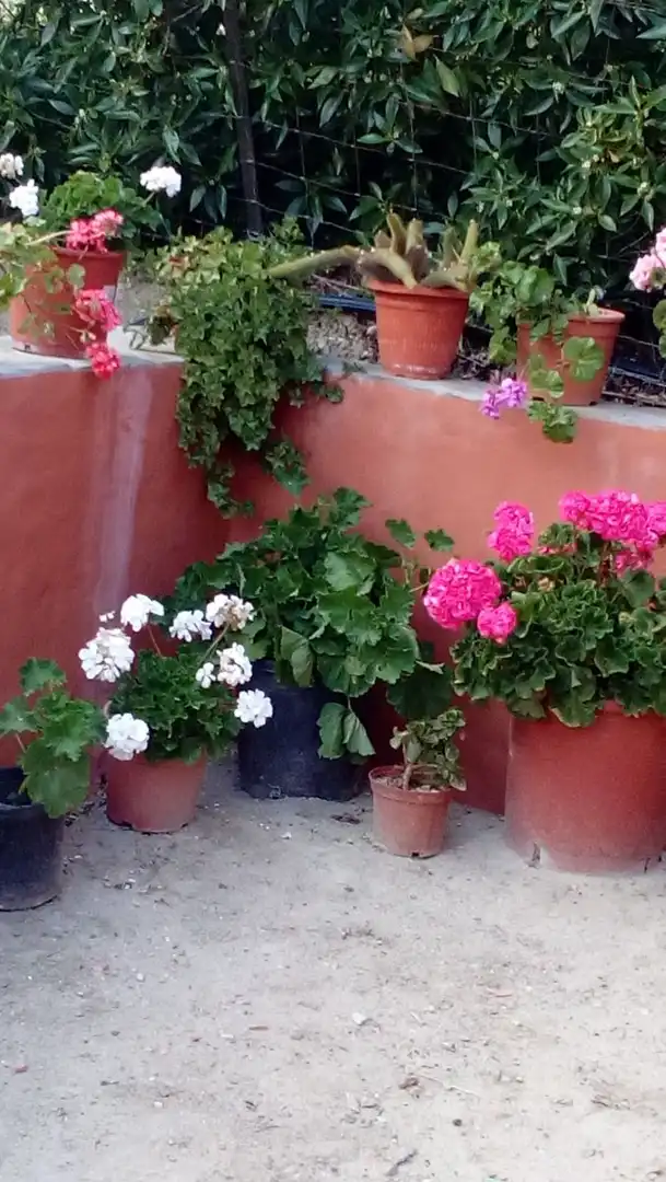 Terraza de Apartamento de alquiler en Vejer de la Frontera con Terraza