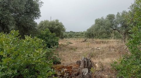 Finca olivar, image 2