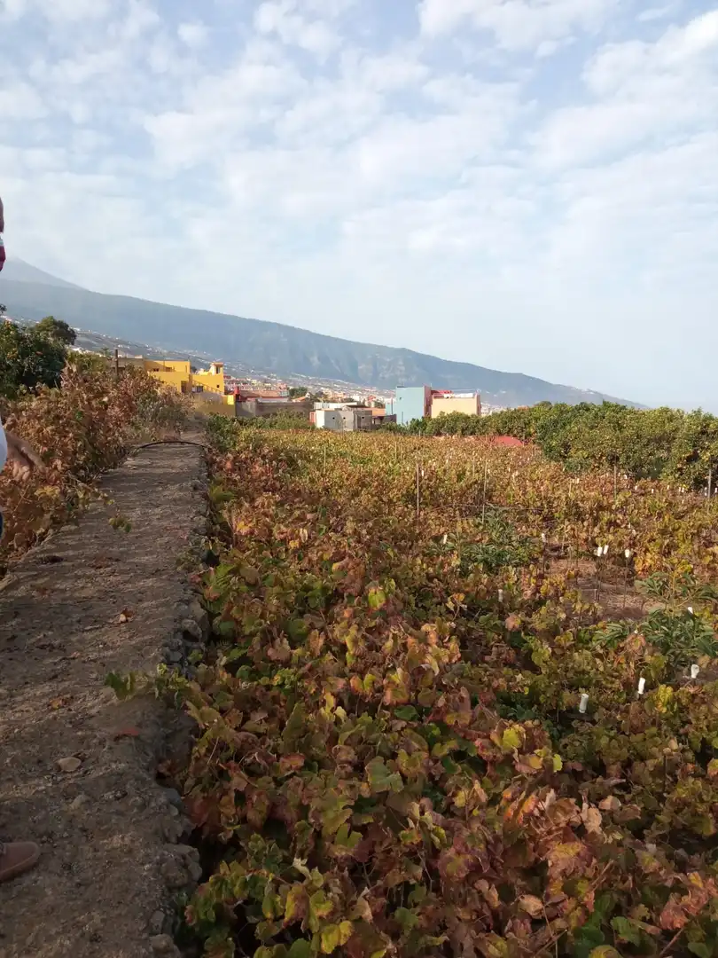 Terreno rustico in vendita a Las Cuevas - Los Gómez, imagen 11