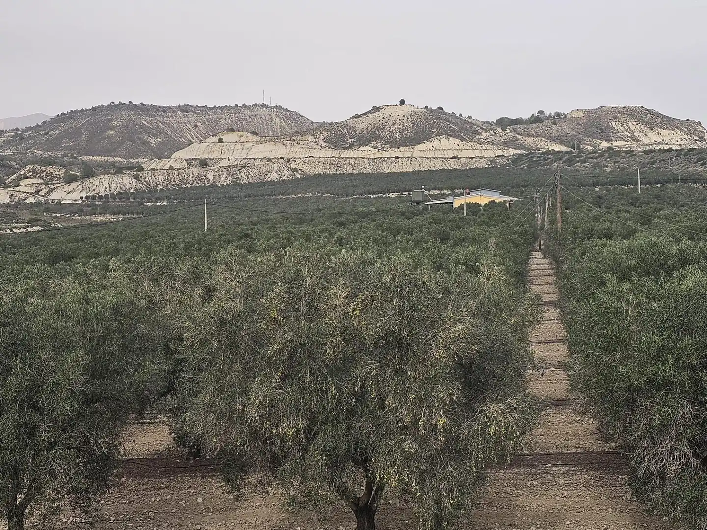 Rural land for sale in Desamparados - Hurchillo - Torremendo, imagen 2