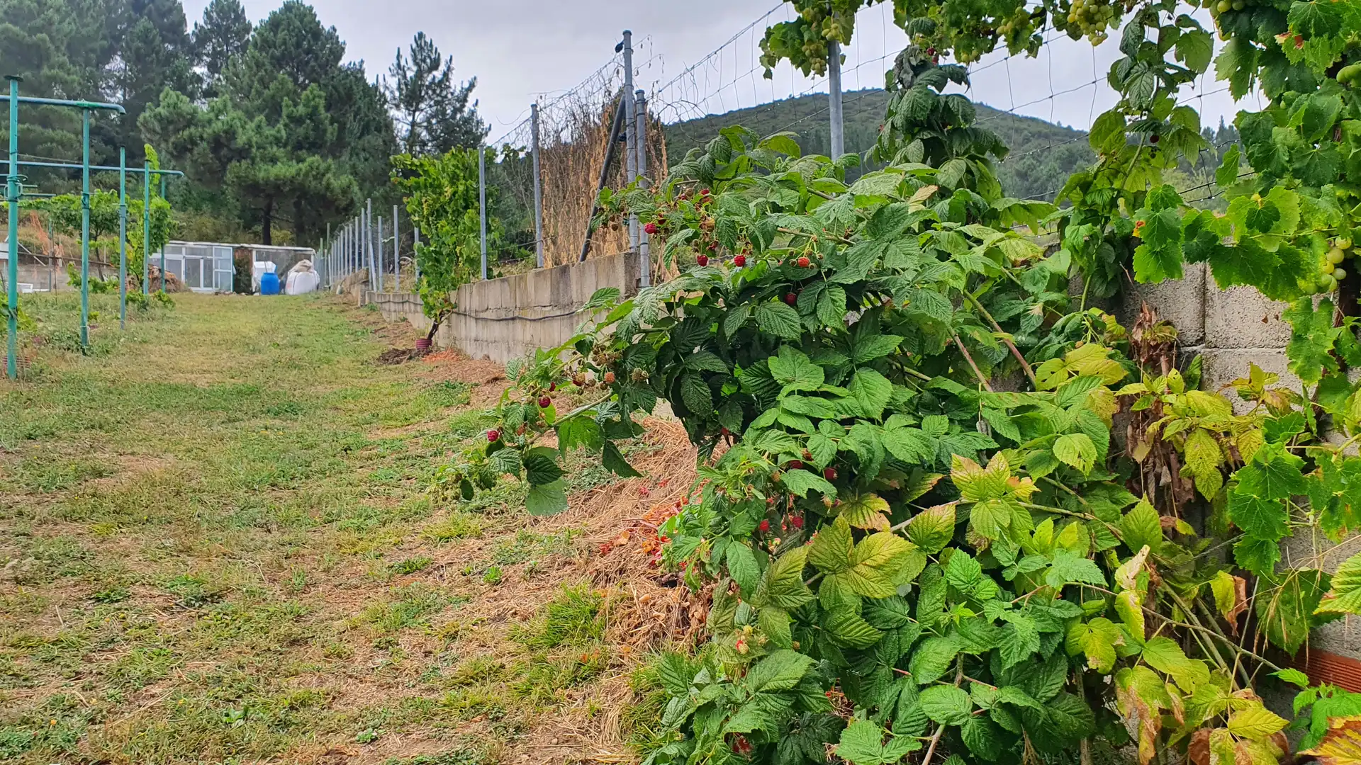 Jardín de Casa o chalet en venta en Vega de Espinareda con Calefacción, Jardín privado y Terraza