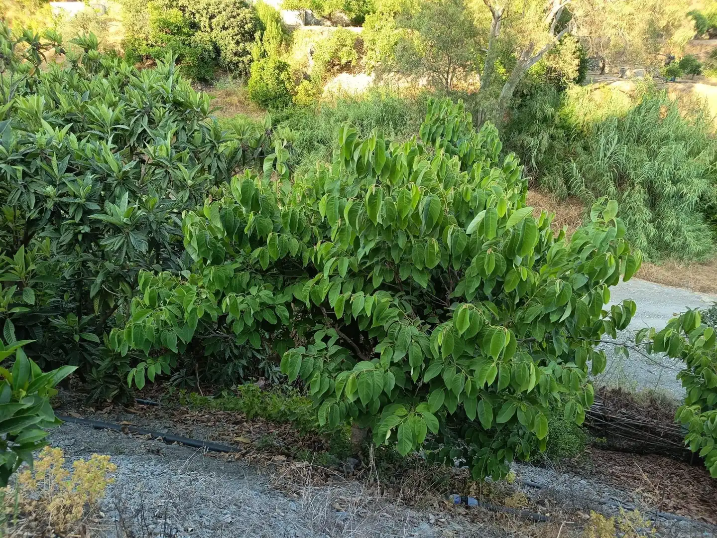 Terrenys i solars en venda a Canillas de Aceituno, imagen 9