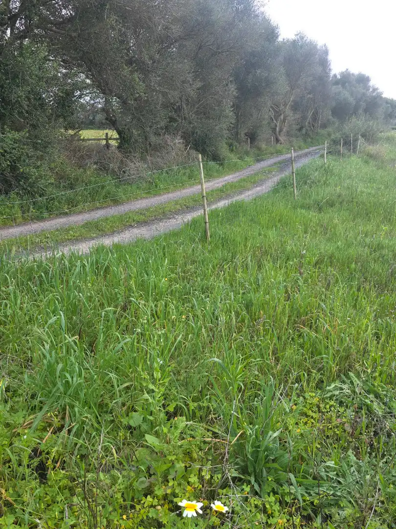Rural land for sale in Felanitx Poble, imagen 10