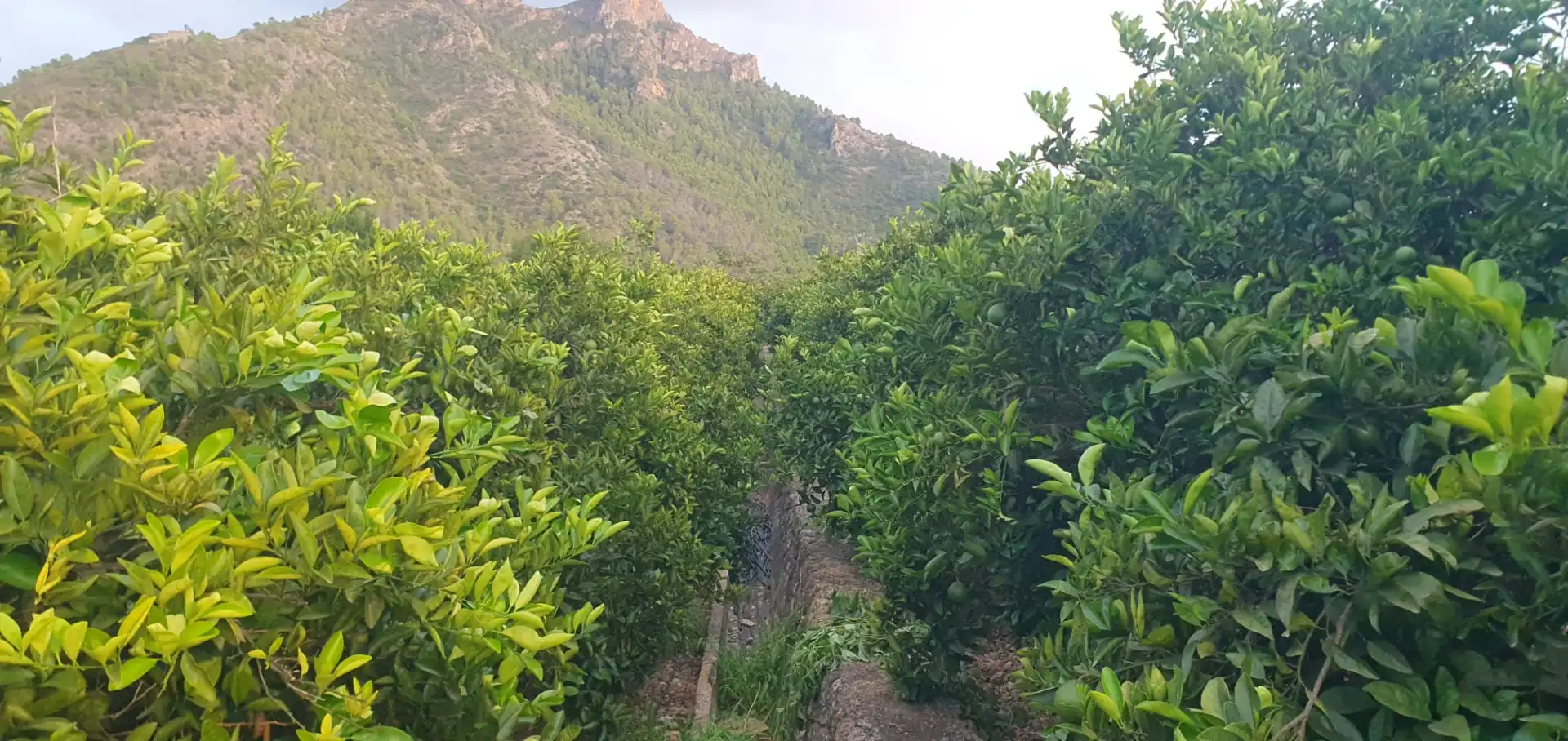 Terreny rústic en venda a Camí Sanchis, imagen 2
