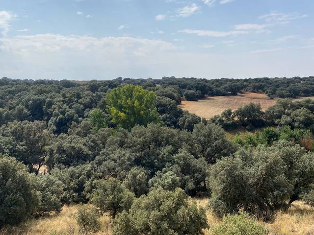 Terreno en Venta en Torrubia del Campo