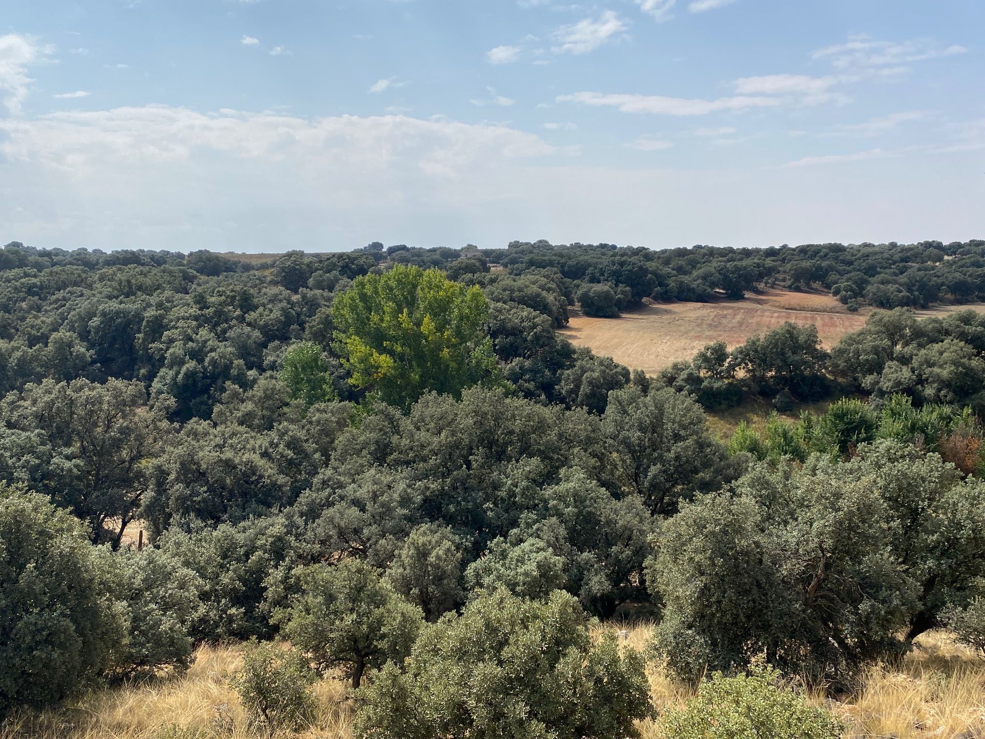 Terreno en venta en Torrubia del Campo
