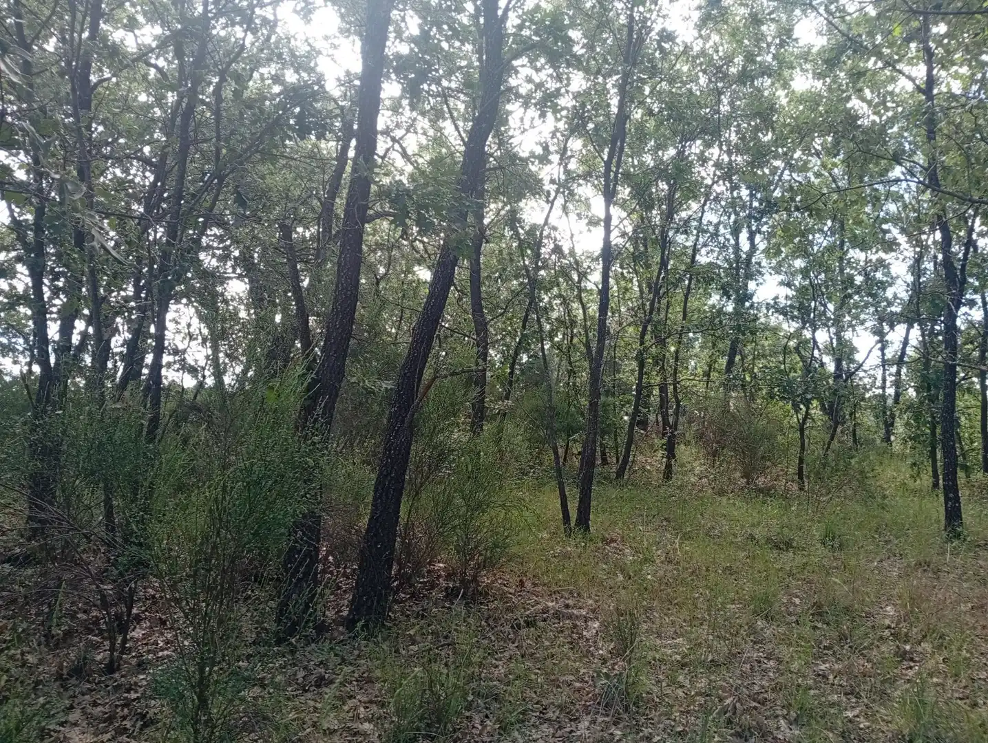 Terreni e lotti in vendita a Losar de la Vera, imagen 9