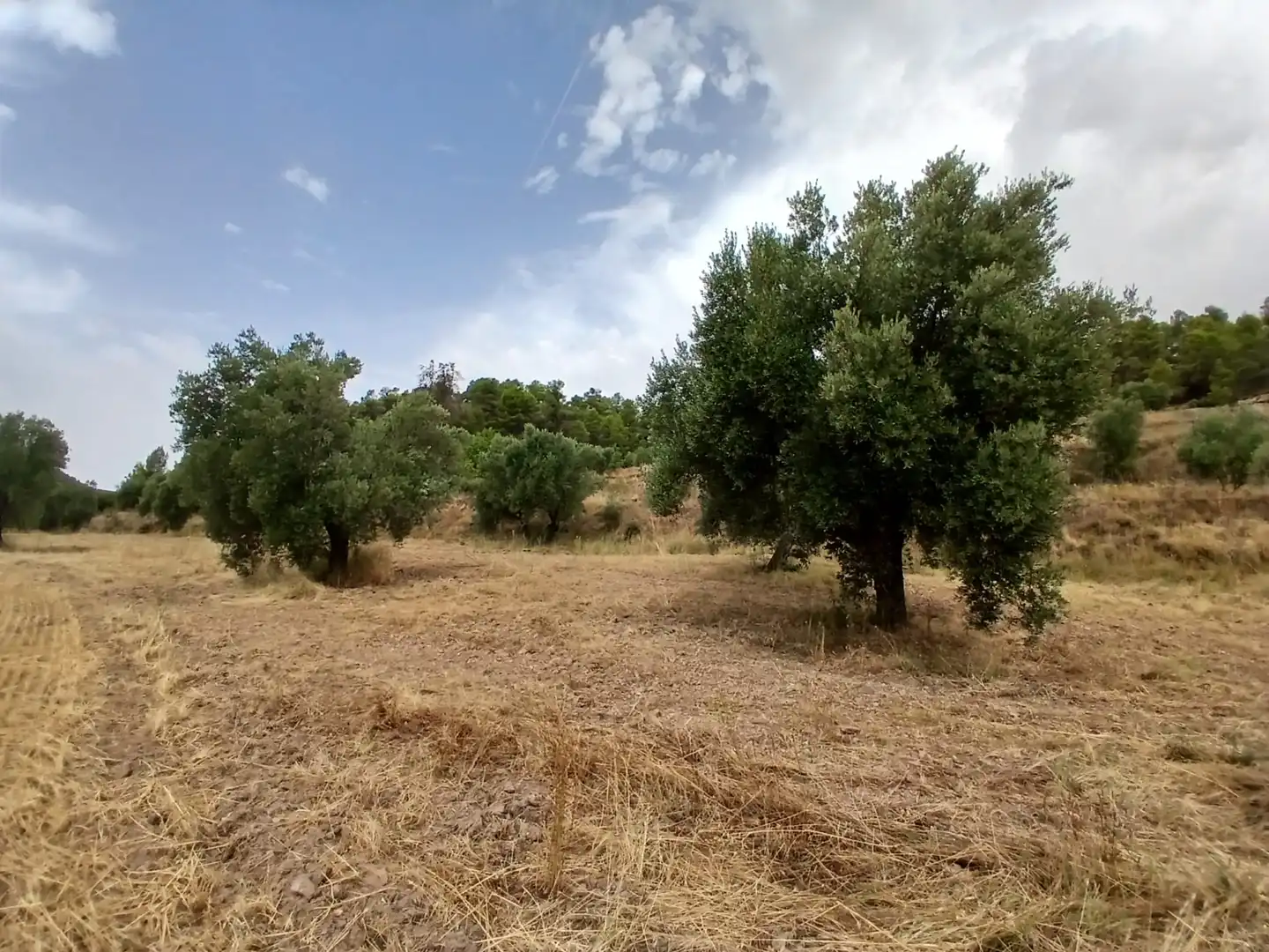 Terreno rustico in vendita a La Fresneda, imagen 7