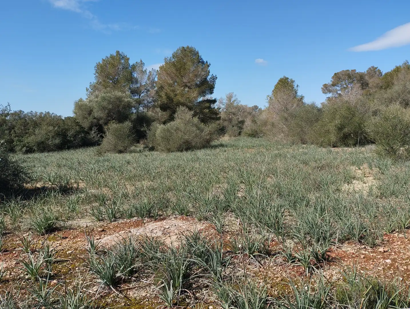 Terreno rustico in vendita a Son Gual-B 11, imagen 8