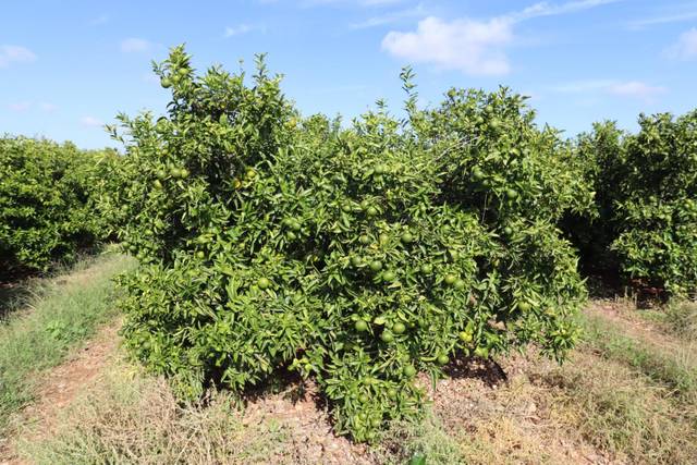 Terreno en Venta en Partidas de interior - Zona Rústica