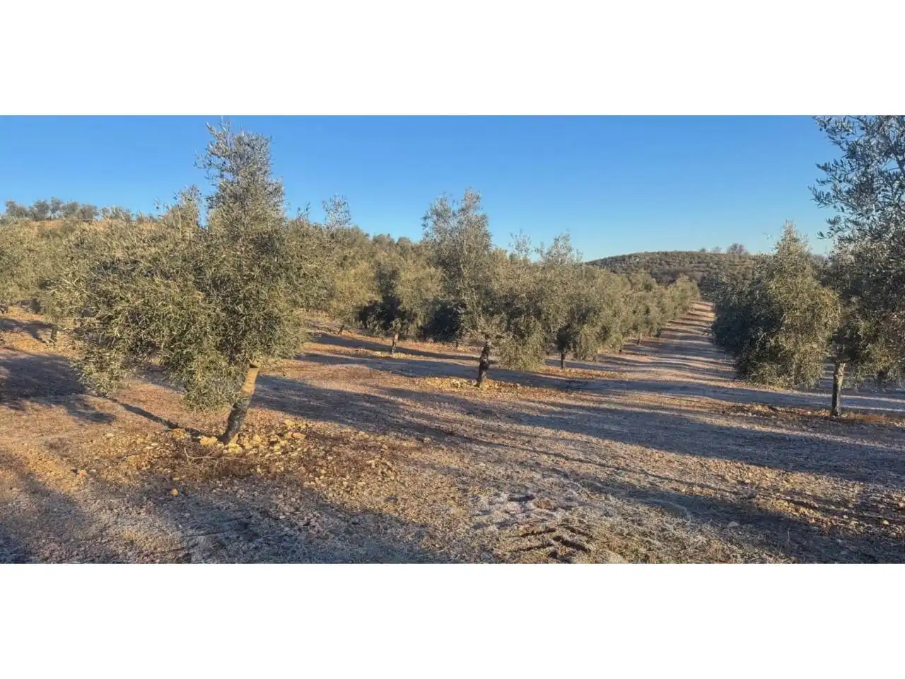 Terreni e lotti in vendita a Alhama de Granada, imagen 7