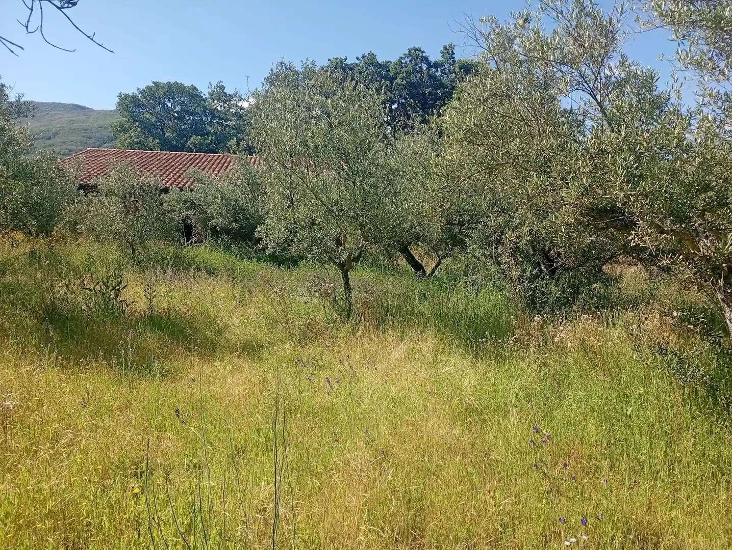 Maison à vendre à Villanueva de la Vera, imagen 44