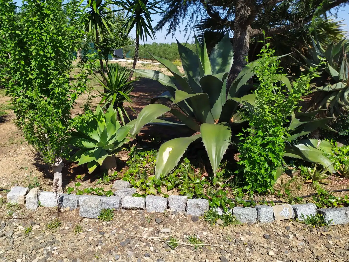 Jardín de Terreno en venta en Cambrils