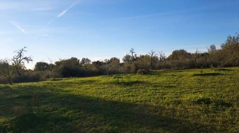 Foto 3 de Terreny en venda a Camí de Son Fullana, Llucmajor pueblo, Llucmajor