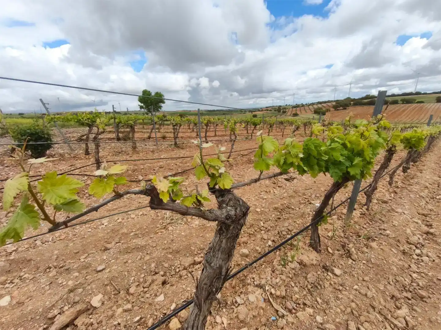 Land for sale in Munera