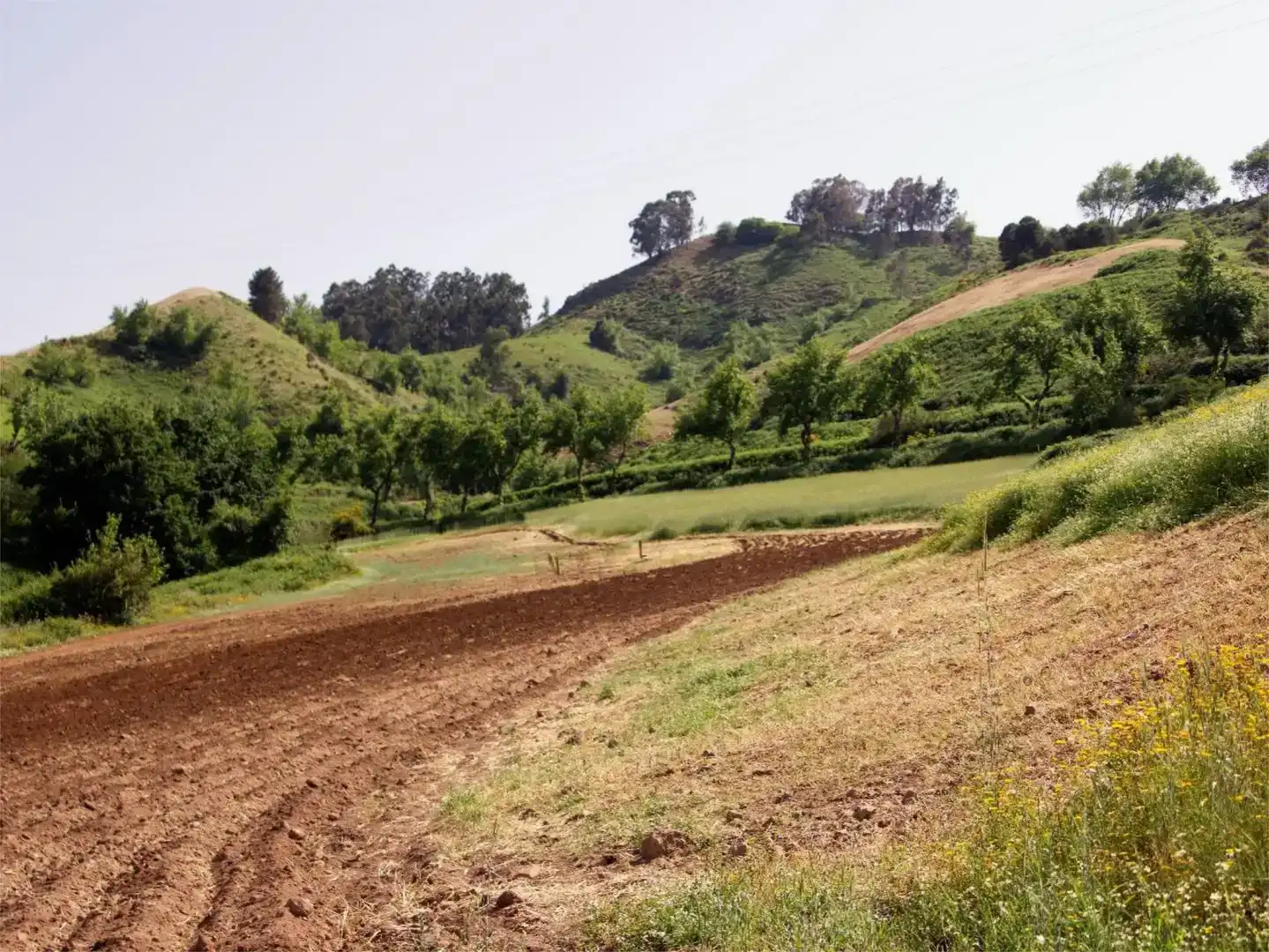Finca rústica en venda en Moya (Las Palmas)