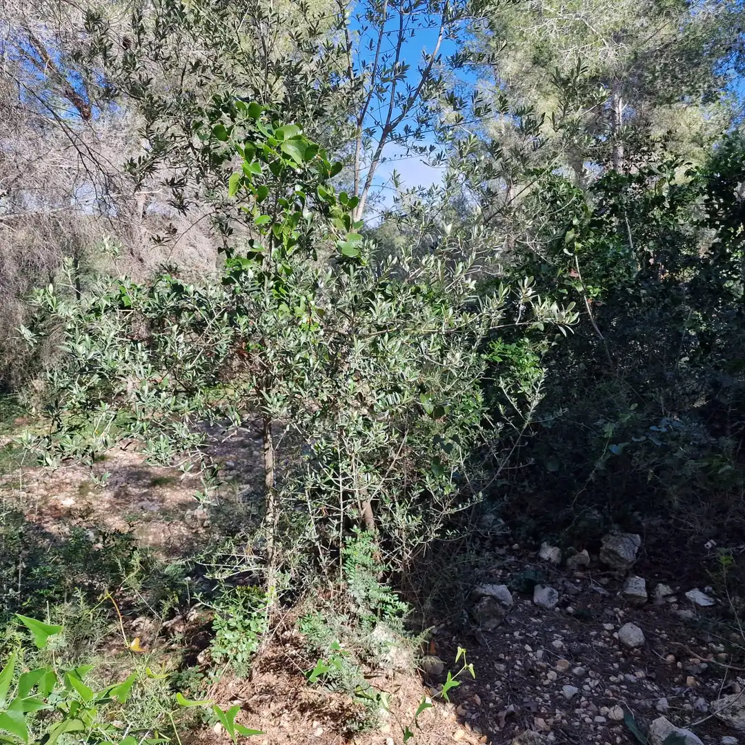 Terreno residencial en venta en Carrer Gessamí 18, imagen 14