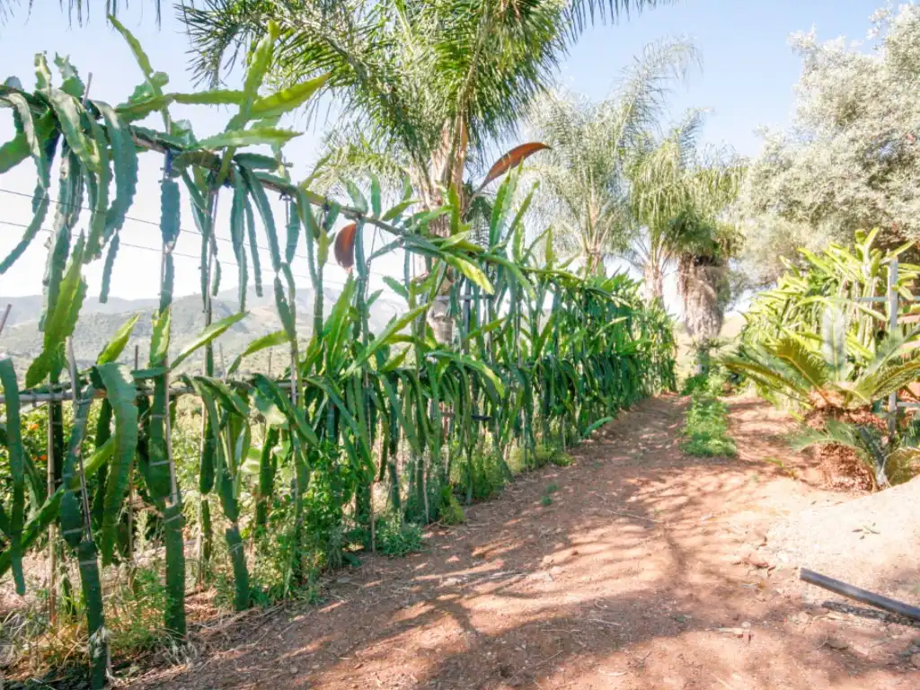Garden of Houses for sale in Monda