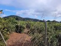 Terrain rustique à vendre à La Loma - Las Lomas, imagen 3