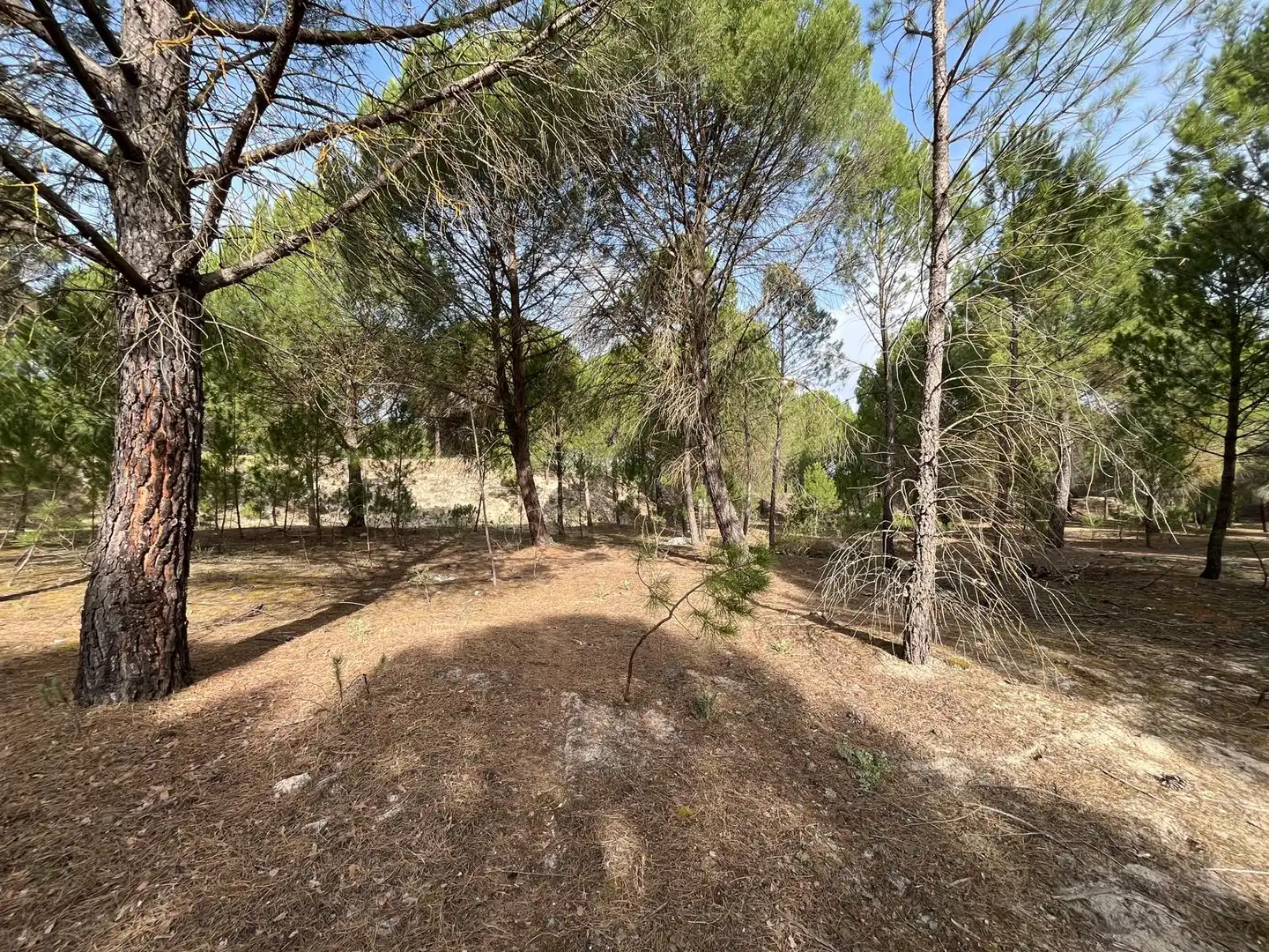Terreno en venta en Tudela de Duero