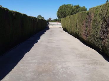 Terreny rústic en venda a PALMA DEL RIO KM 8, PARCELACIÓN LA GORGOJA