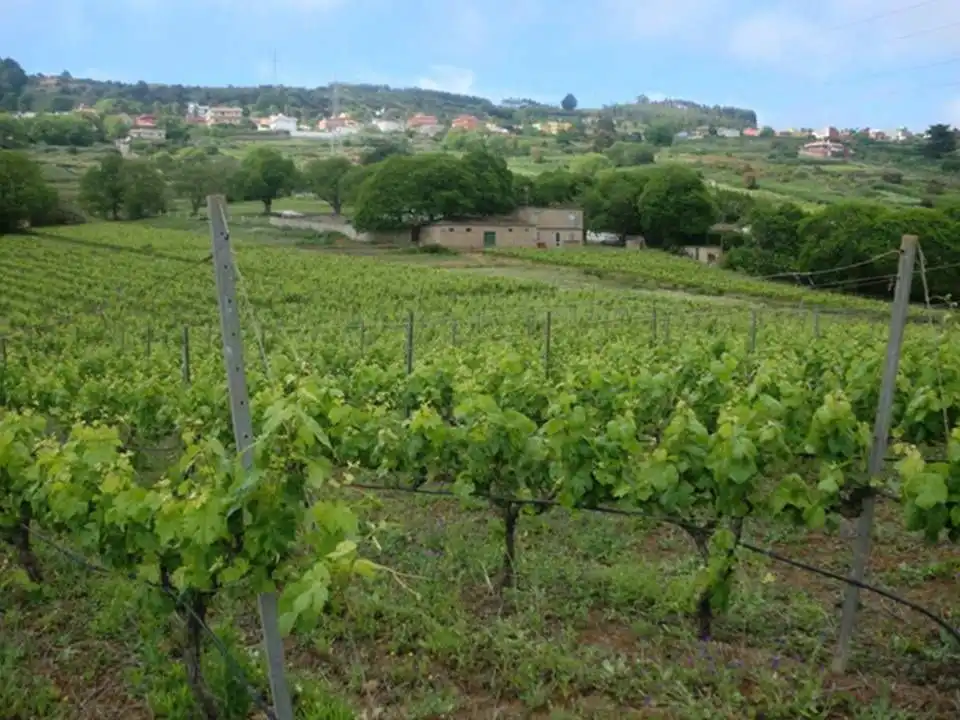 Vista exterior de Finca rústica en venda en Tacoronte amb Jardí privat i Traster