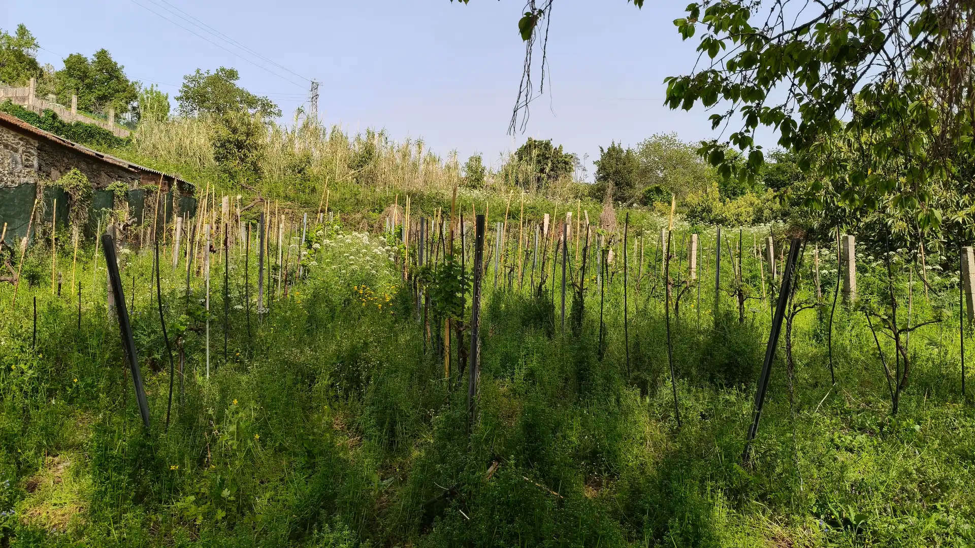 Terreno rústico en venta en Camino RAIÑA-BEMBRIVE, imagen 6