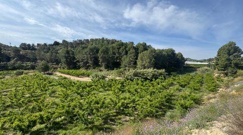 Se vende Finca de 12 has regadío frutales y construcciones.