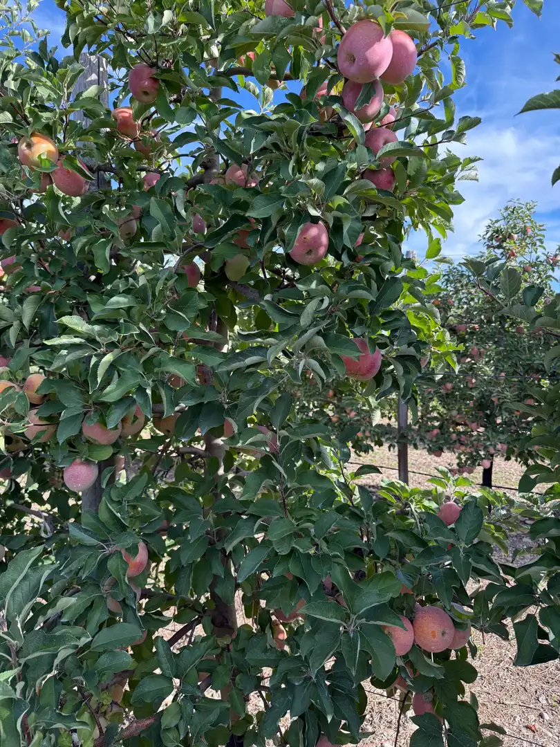 Garten von Grundstücke zum Verkauf in Corella
