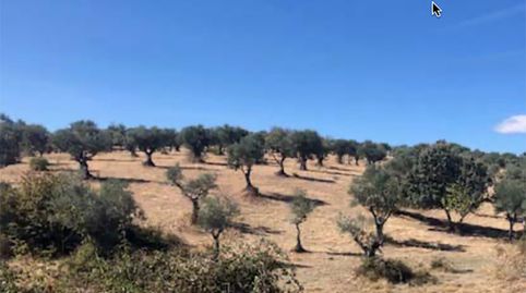 Finca Chapitel, Olivos de Secano, immagine 4