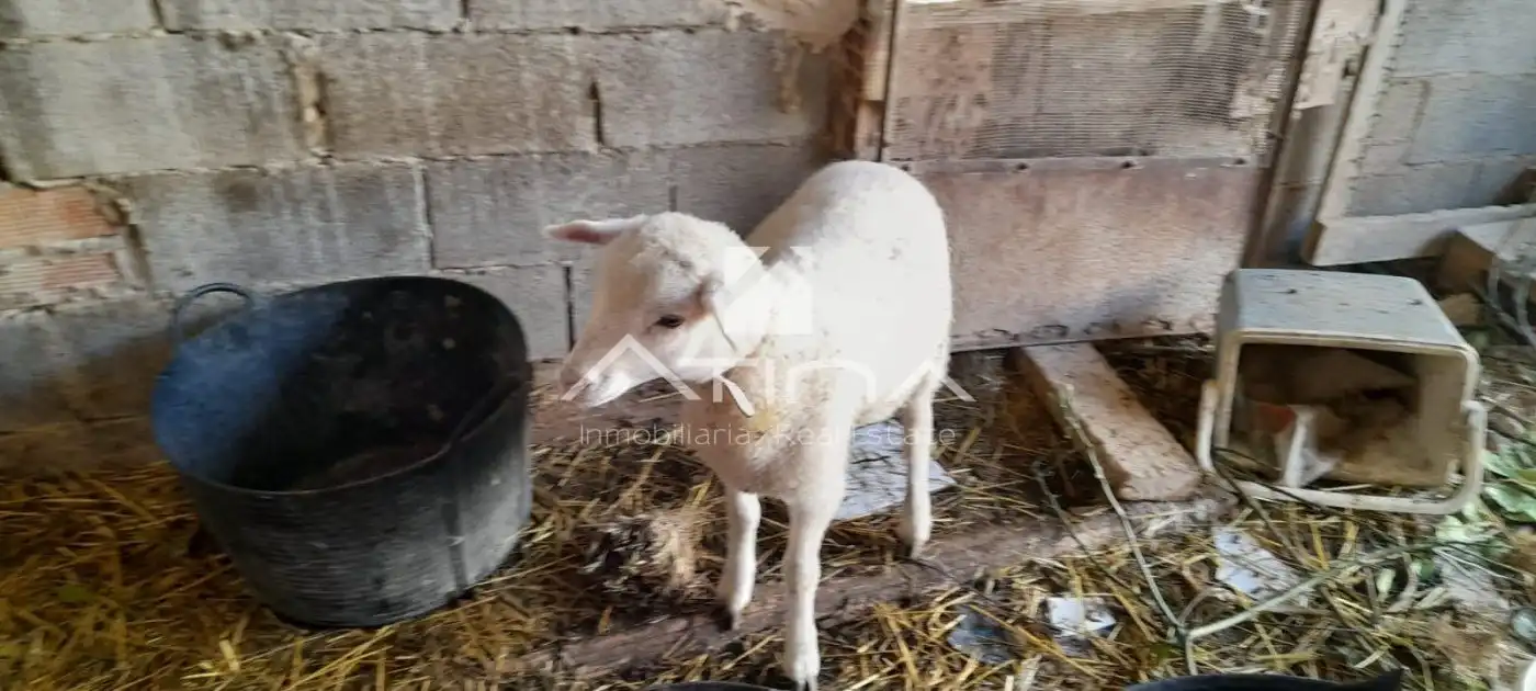 Xalet en venda a Palma de Gandia, imagen 4