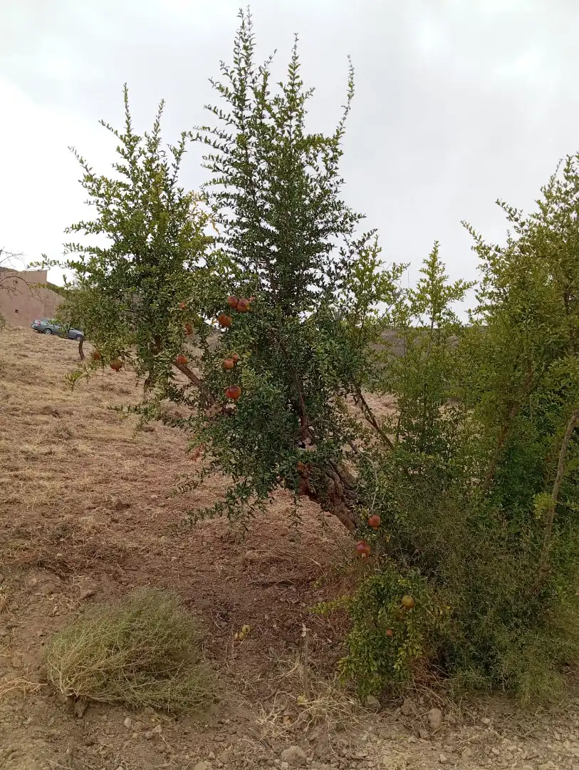 Terreni e lotti in vendita a Bolnuevo, imagen 3