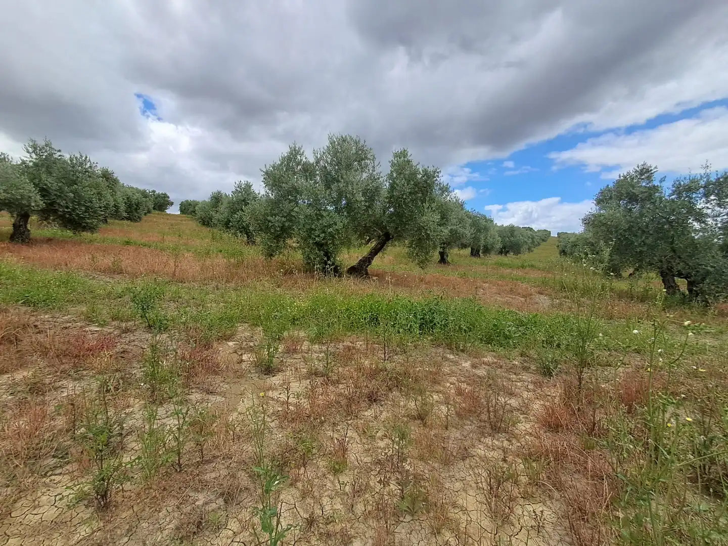 Lands and plots for sale in Bujalance