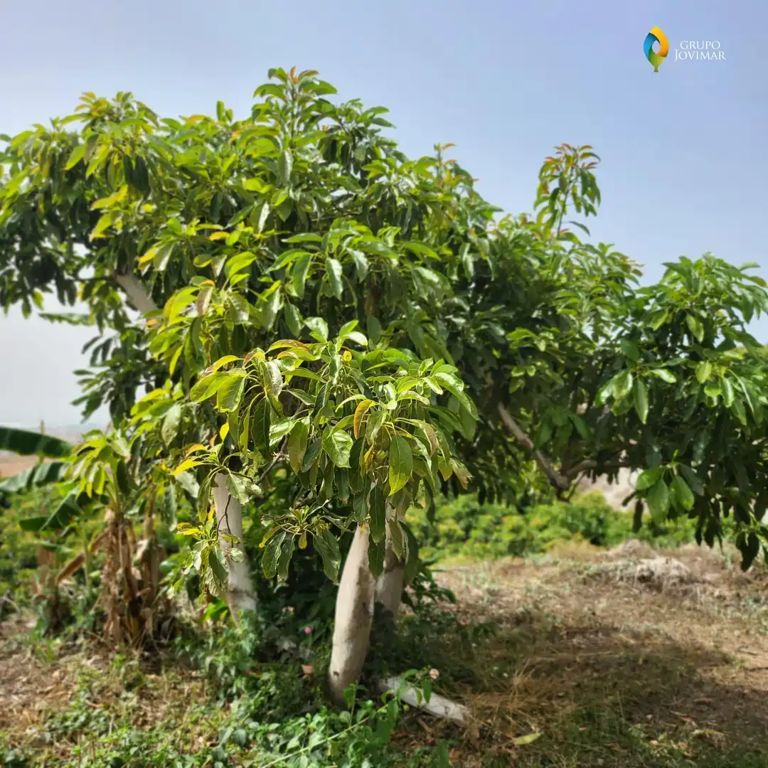 Jardín de Terreno en venta en Motril  ciudad