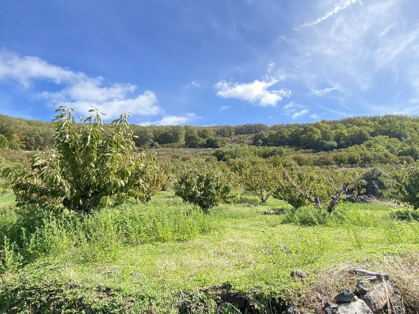 Terreni e lotti in vendita a Barrado, imagen 22