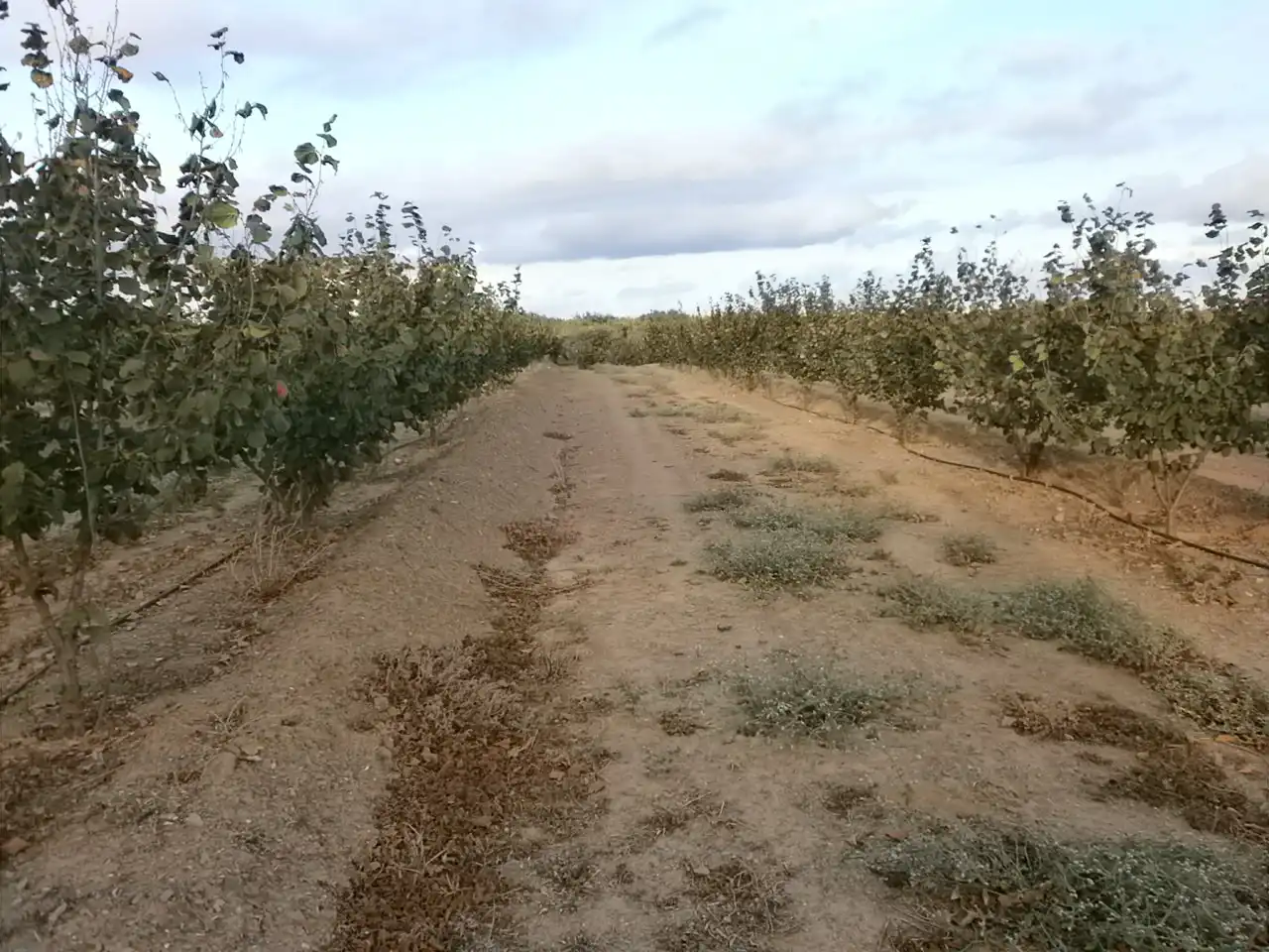 Rural land for sale in Carrer Pont del Cinto, imagen 24