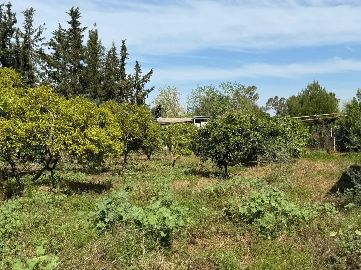 Houses for sale in Utrera  with Private garden, Terrace and Swimming Pool