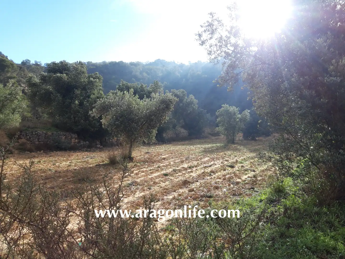 Finca rústica en venta en Batea