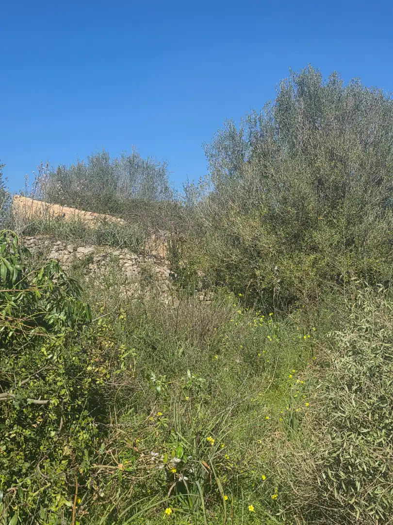 Rustikales Grundstück zum Verkauf in Camí de Son Dalmau 2, imagen 12
